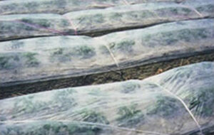 農業用べたがけ資材　ユニチカ　パスライト®